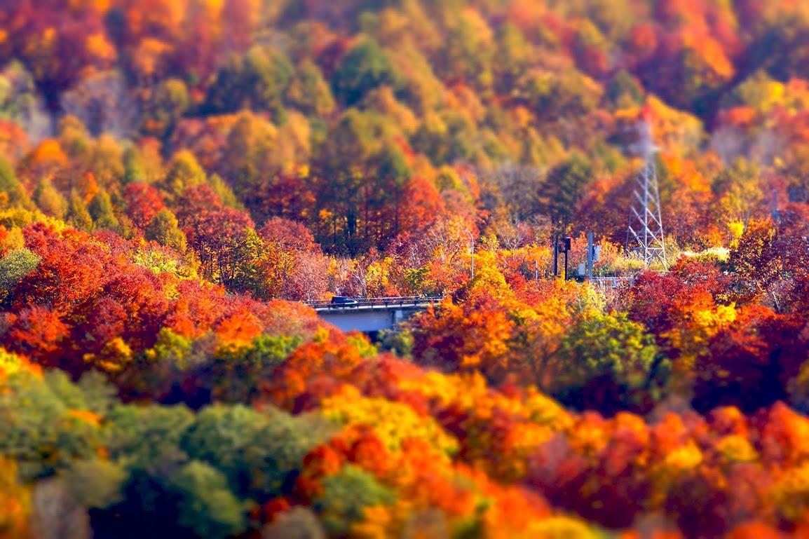 鶴岡市秋の景色　月山道の紅葉